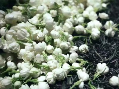 喝茶治口臭嗎，什么茶治口臭好？