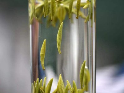 茶葉的專業(yè)知識(shí)，關(guān)于茶的基本知識(shí)大全