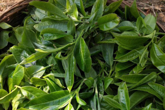 最耐泡的茶葉排名，什么茶葉經(jīng)久耐泡？