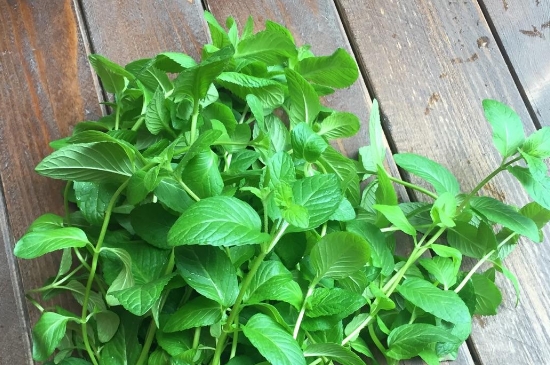 薄荷茶的功效與作用，喝薄荷茶有什么好處？