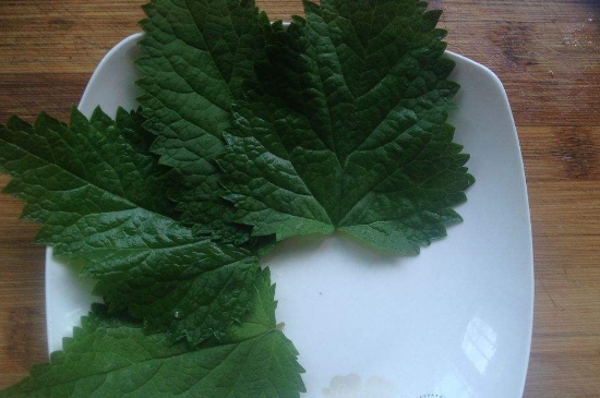 薄荷茶的功效與作用，喝薄荷茶有什么好處？