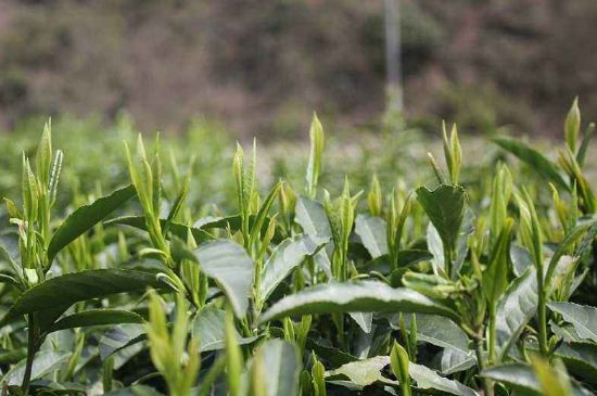 喝黃金茶禁忌，什么人不能喝黃金芽茶？