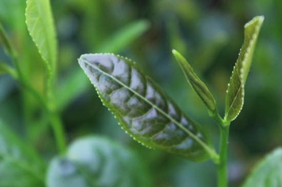 綠茶第一泡要倒掉嗎，為什么綠茶第一泡不喝？