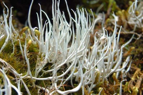 麗江雪茶的禁忌，白雪茶的副作用