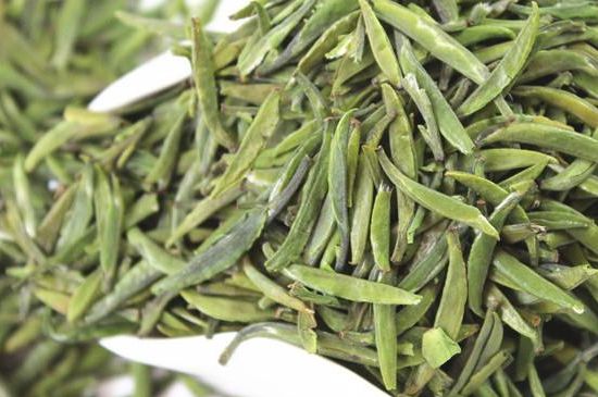 雀舌茶什么人不能喝，雀舌茶的功效與禁忌