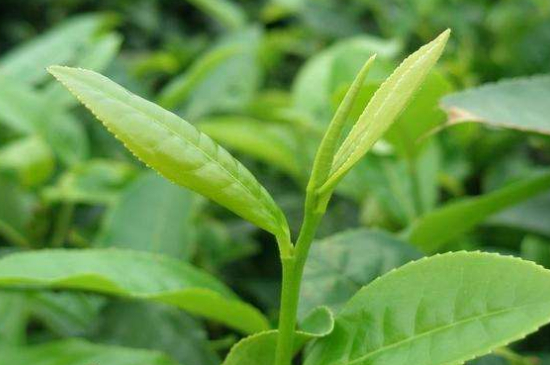 最耐泡的茶葉排名，什么茶葉經(jīng)久耐泡？