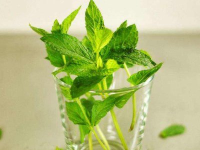 喝茶治口臭嗎，什么茶治口臭好？