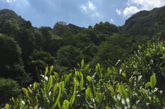 六安瓜片適合什么人喝，六安瓜片的功效與禁忌