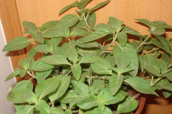 薄荷茶的功效與作用，喝薄荷茶有什么好處？