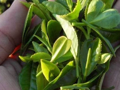 仙人掌茶的傳說：詩仙李白和仙人掌茶