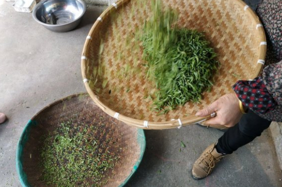 炒青茶為什么便宜，炒青綠茶好喝嗎？