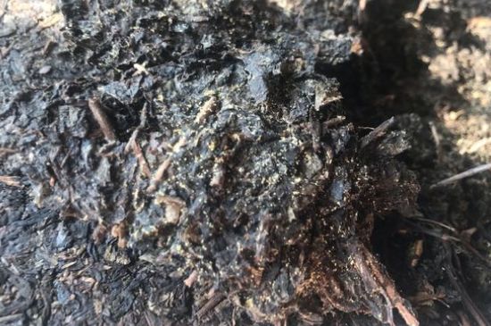 茯茶可以放在冰箱里存放嗎，茯磚茶如何儲(chǔ)存？