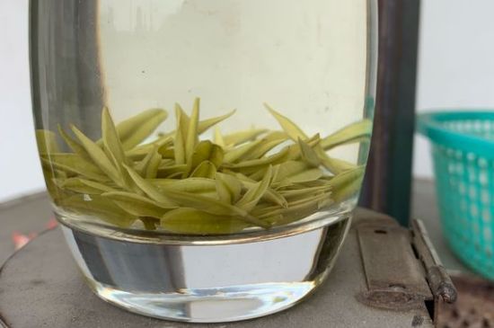 安吉白茶耐寒嗎，白茶適合放冰箱嗎