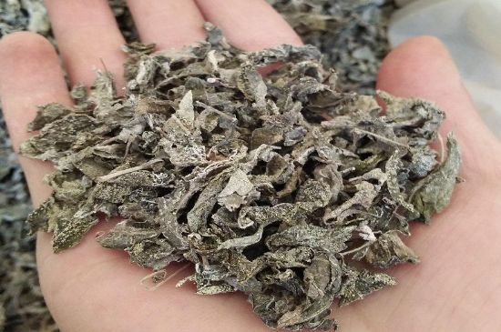 張家界莓茶真假對(duì)比，野生莓茶的鑒別方法