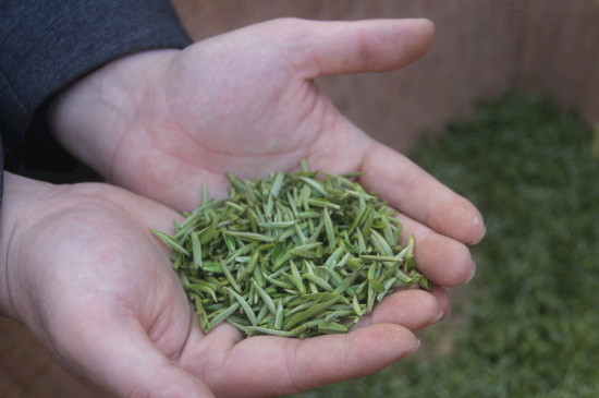 茶葉可以放冰箱嗎，茶需要放冰箱保存嗎