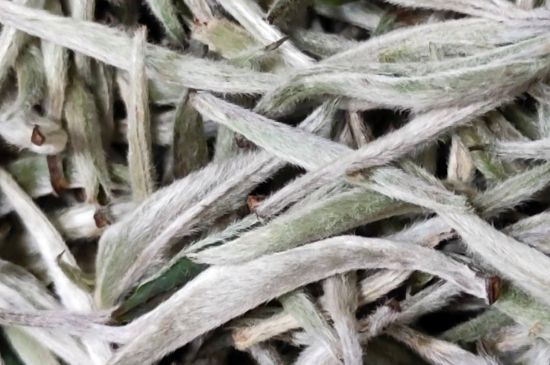 春茶上市白茶的好壞怎么區(qū)分，春白茶怎么分辨好不好？