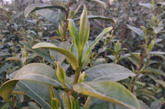 家庭如何保存碧螺春茶葉，蘇州洞庭碧螺春綠茶怎么保存？