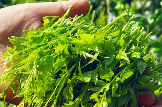 茅巖莓茶別名是什么，莓茶別名叫藤茶嗎？