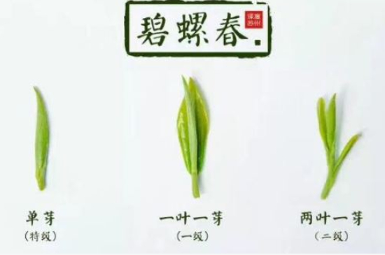 真假碧螺春泡水后區(qū)別，蘇州洞庭碧螺春怎樣鑒別好壞？