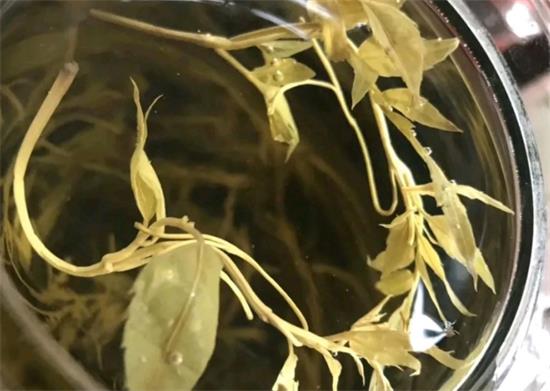 張家界茅巖莓茶與藤茶是同一種茶嗎，藤茶跟莓茶一不一樣？