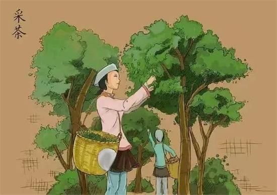 制茶八步驟，制茶工藝流程圖
