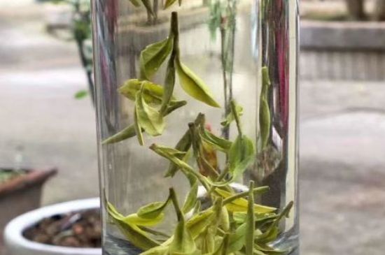 蒸汽煮茶器適合什么茶，蒸汽煮茶器適合用綠茶嗎？