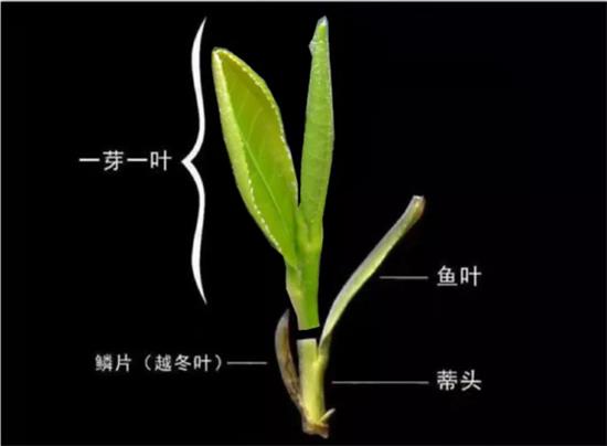 摘茶葉最快的方法，采摘茶葉怎么才能快？