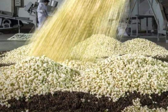 茉莉龍珠怎么做的，茉莉龍珠的制作工藝