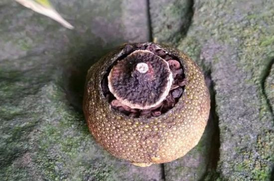 家庭自制柑普茶方法，小青柑制作9個(gè)步驟竅門（圖片）