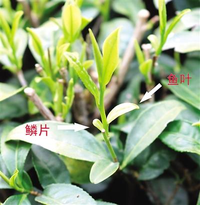 摘茶葉最快的方法，采摘茶葉怎么才能快？
