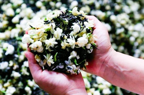 茉莉花和什么在一起喝好，茉莉花喝什么茶搭配？