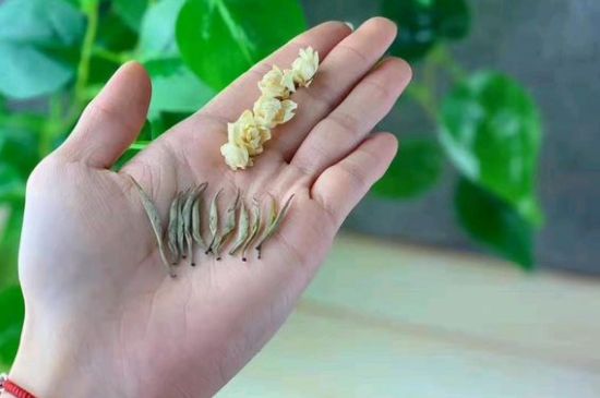 茉莉銀針口感，茉莉銀針是什么味道？