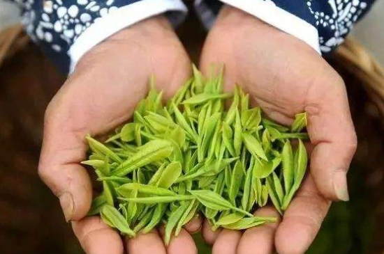 摘茶葉最快的方法，采摘茶葉怎么才能快？