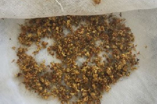 干桂花茶的制作方法，怎樣自制桂花茶？