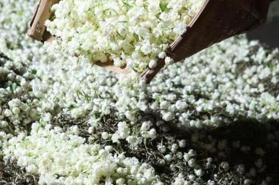茉莉茶葉的功效與禁忌，什么人不適合喝茉莉花茶？