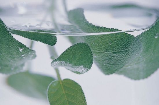 薄荷葉茶怎么制作，薄荷如何做成干茶葉