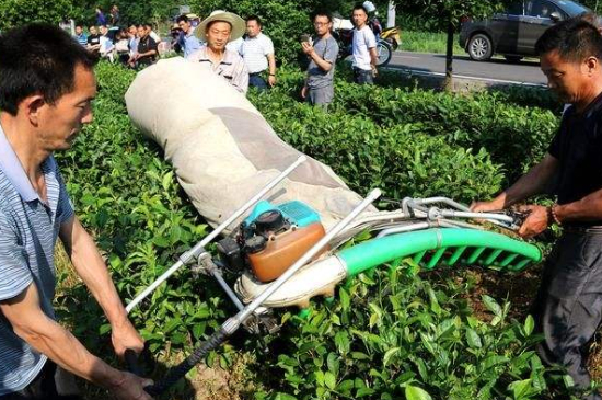 采茶的方法與步驟，如何正確采摘茶葉？