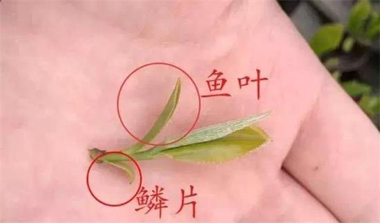 摘茶葉最快的方法，采摘茶葉怎么才能快？