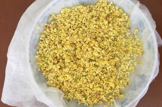 干桂花茶的制作方法，怎樣自制桂花茶？