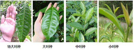摘茶葉最快的方法，采摘茶葉怎么才能快？