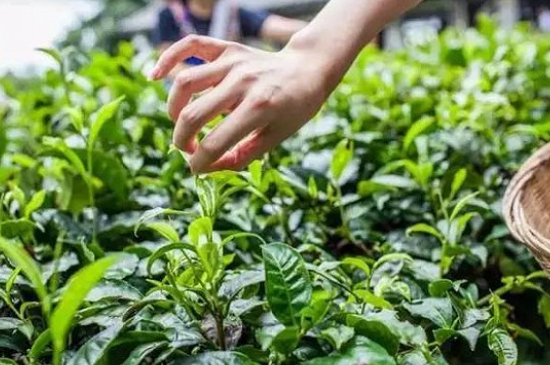 綠茶加工工藝流程圖，綠茶的加工制作包含哪幾個步驟？