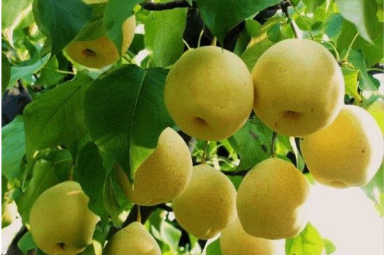 一把真正的本山綠泥壺最低多少錢，什么價(jià)格能買到本山綠泥紫砂壺？