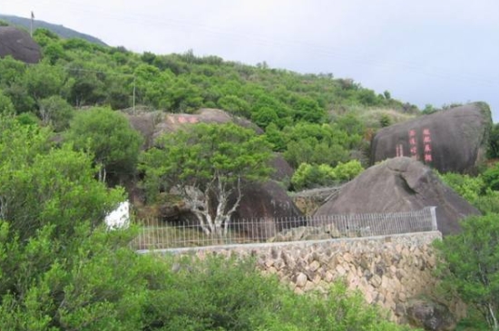 宋種一號價(jià)值為什么高，鳳凰單樅宋種1號價(jià)格與產(chǎn)量多少？