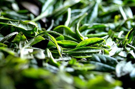 荒野銀針市場價(jià)多少，真正的荒野白毫銀針多少錢？