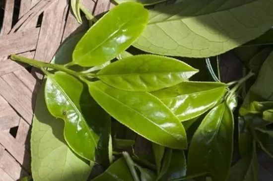 鴨屎香茶哪些人不能飲，什么人不能喝鴨屎香