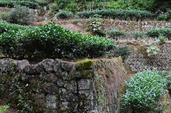 拼配的馬頭巖肉桂，還配叫馬肉嗎？請(qǐng)叫它“馬頭巖大紅袍”