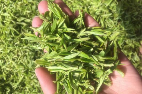 龍井好喝還是毛尖好喝，綠茶是龍井好還是毛尖好？