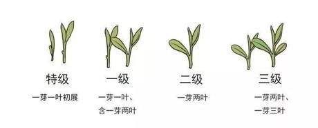 烏牛早和龍井的區(qū)別圖片，龍井43號和烏牛早茶的對比