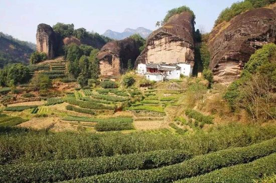 馬頭巖肉桂是大紅袍嗎，大紅袍肉桂屬于什么茶？