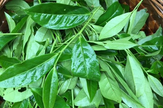 大紅袍可以放10年嗎，大紅袍放了十年能喝嗎